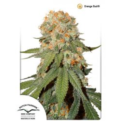 Vrste marihuane - Orange Bud