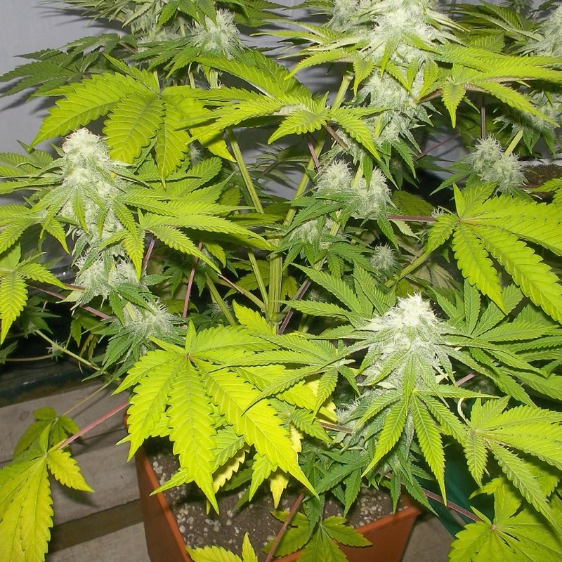 Vrste marihuane - Somango