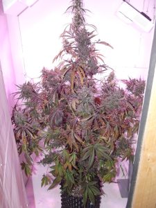 Auto Blackberry Kush