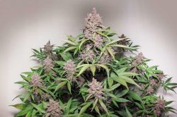 Auto Blackberry Kush