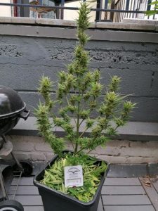 Auto Colorado Cookies