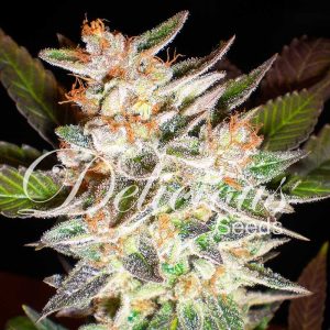 DELICIOUS-CANDY-AUTO