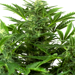 MANDARINE-PUNCH-AUTO