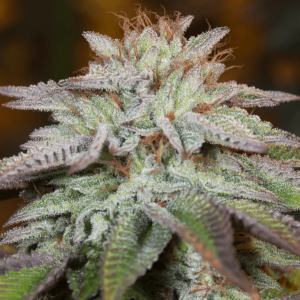 LA-VANILLA-CAKE-AUTO