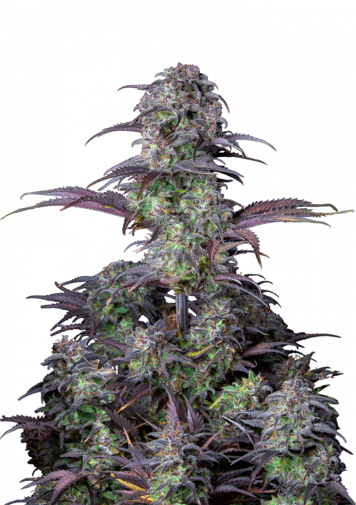 auto-blueberry
