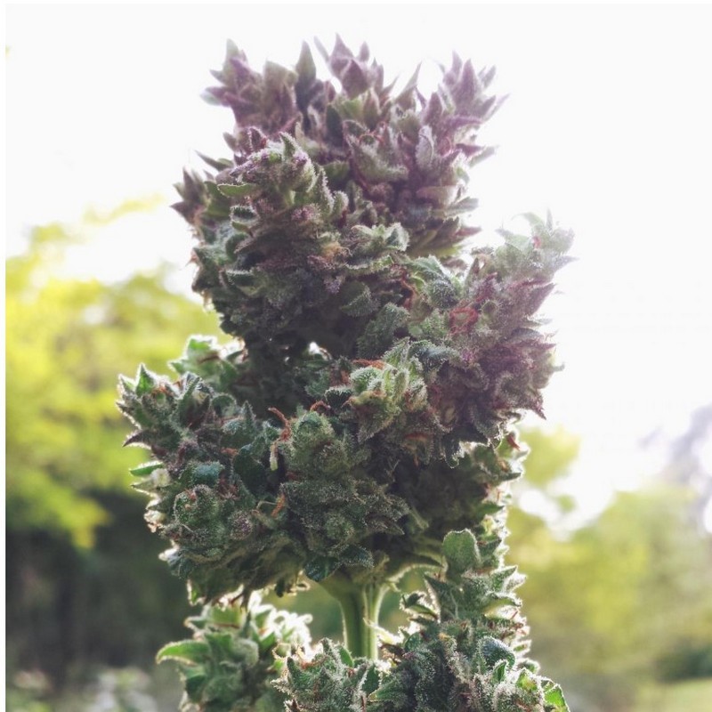 auto-blueberry