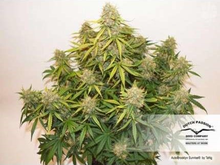 Auto Blooklyn Sunrise