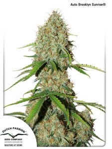 Auto Blooklyn Sunrise