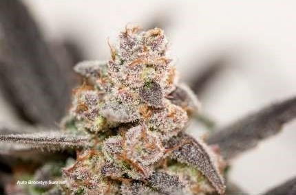 Auto Blooklyn Sunrise