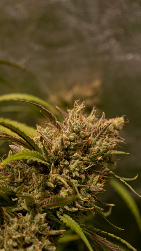 Auto Critical Orange Punch