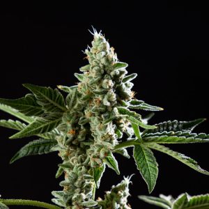 OG-SAN-FERNANDO-VALLEY