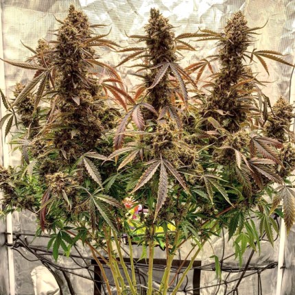 Auto Power Plant - Dutch Passion