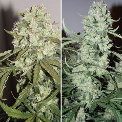 Auto Ultimate Dutch Passion