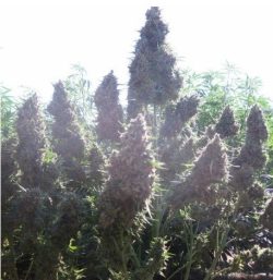 Auto Ultimate Dutch Passion buds