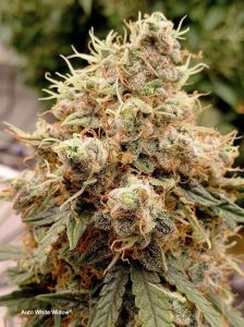 Auto White Widow Bud