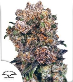 Blueberry Dutch Passion