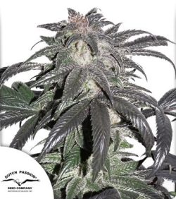 Bubba Island Kush from Dutch Passion