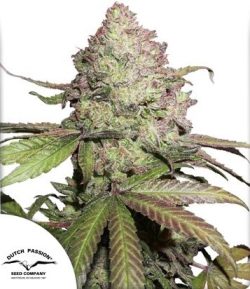 CBD AUTO Charlottes Angel