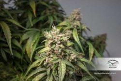 CBD AUTO Charlottes Angel