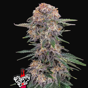 cherry-cola-auto-fb