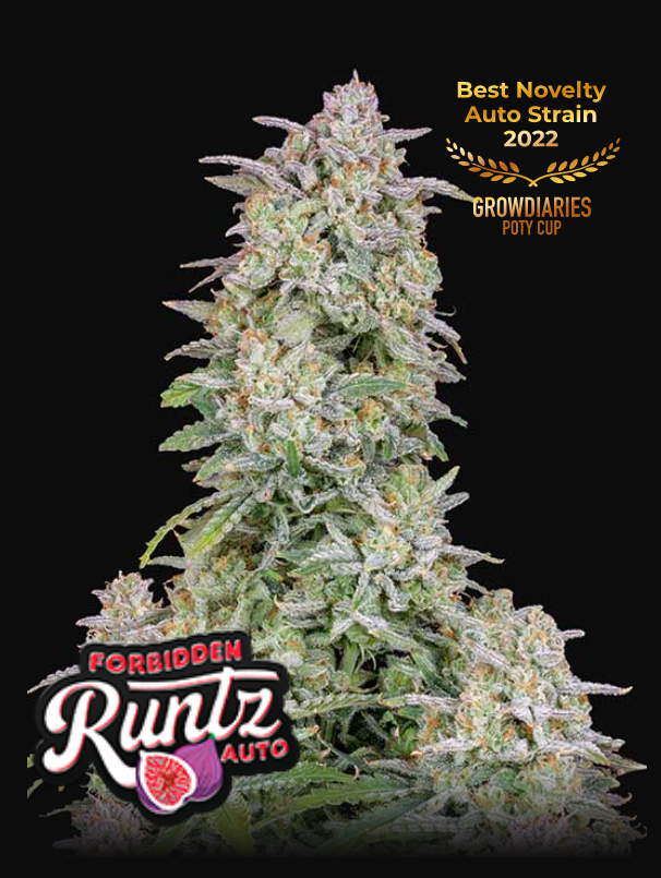 forbidden-runtz-auto