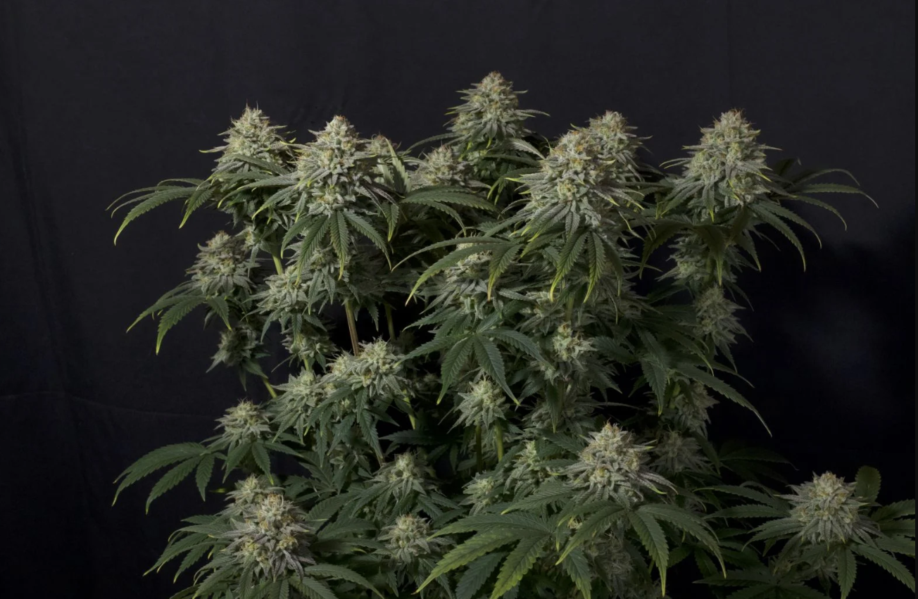 Gorilla Cookies Fast Flowering - slika 3