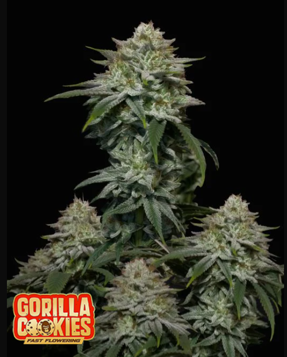 Gorilla Cookies Fast Flowering