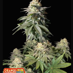 orange-sherbet-ff-fb