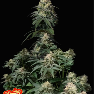 tropicana-cookies-ff