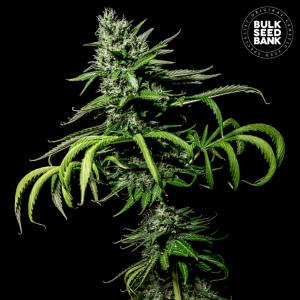 tropical-cocount-bsb