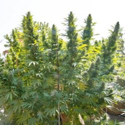 hollands-hope-dutch-passion